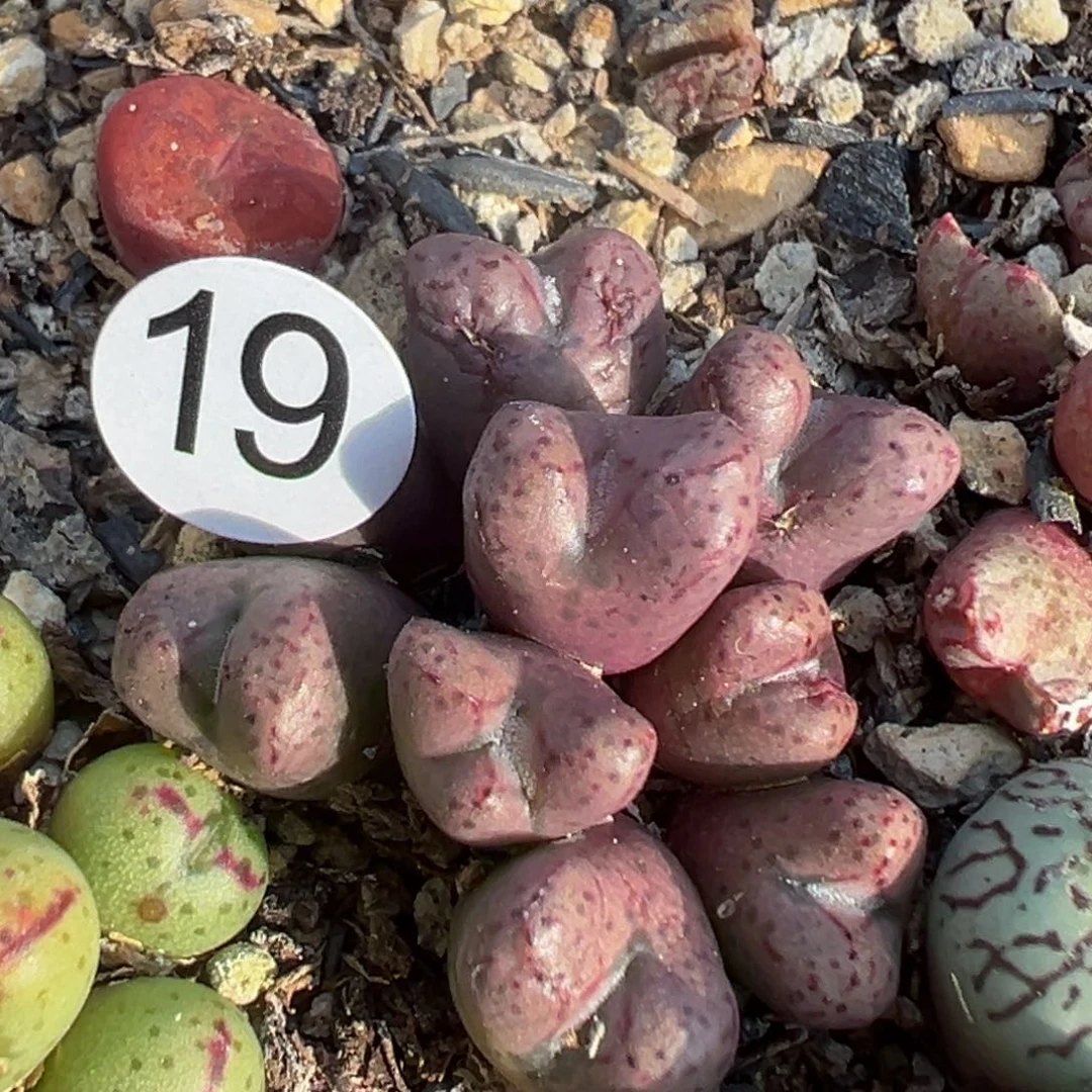 多肉植物111111111111111111