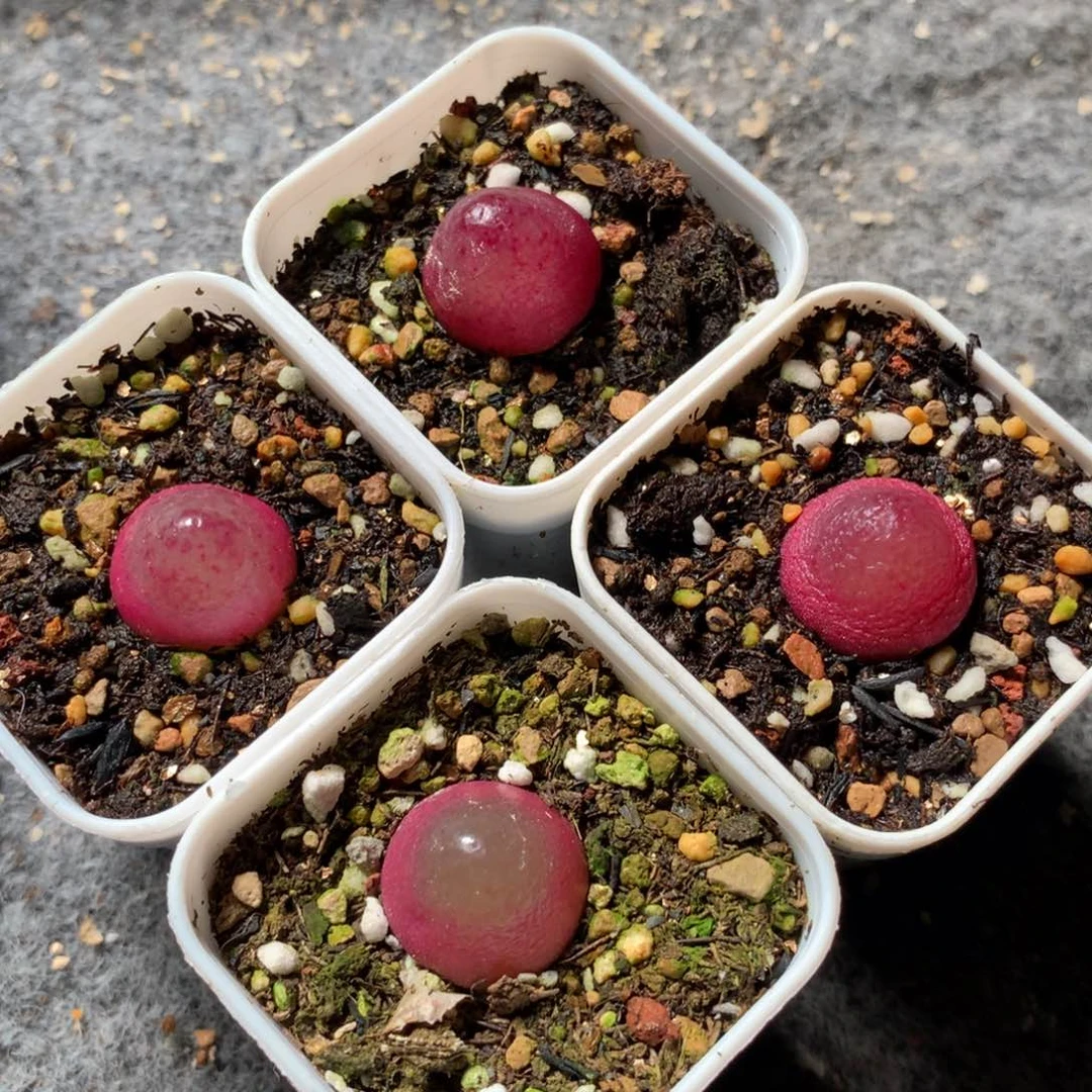 a917灯泡福利四颗