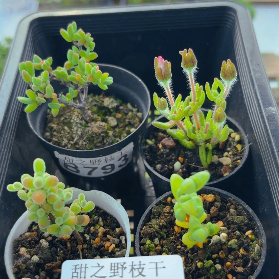 古**宁最大和四个西班牙盆枝干 339。