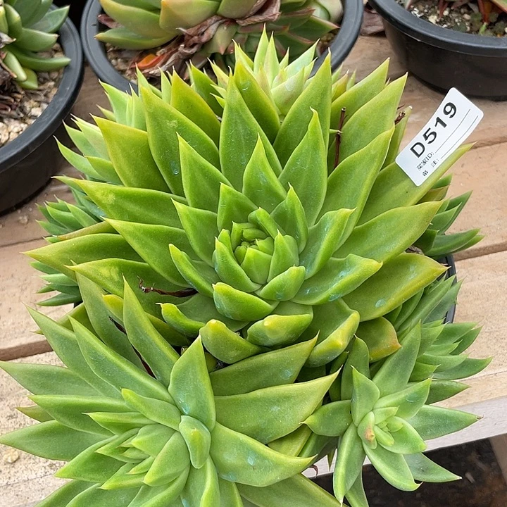 若如东云单拍D519