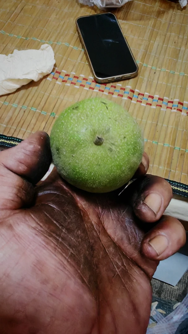 青皮麻核桃把件尺寸