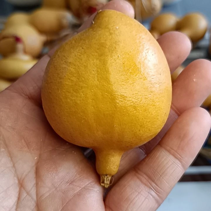 爱*惠葫芦葫芦葫芦葫芦葫芦葫芦