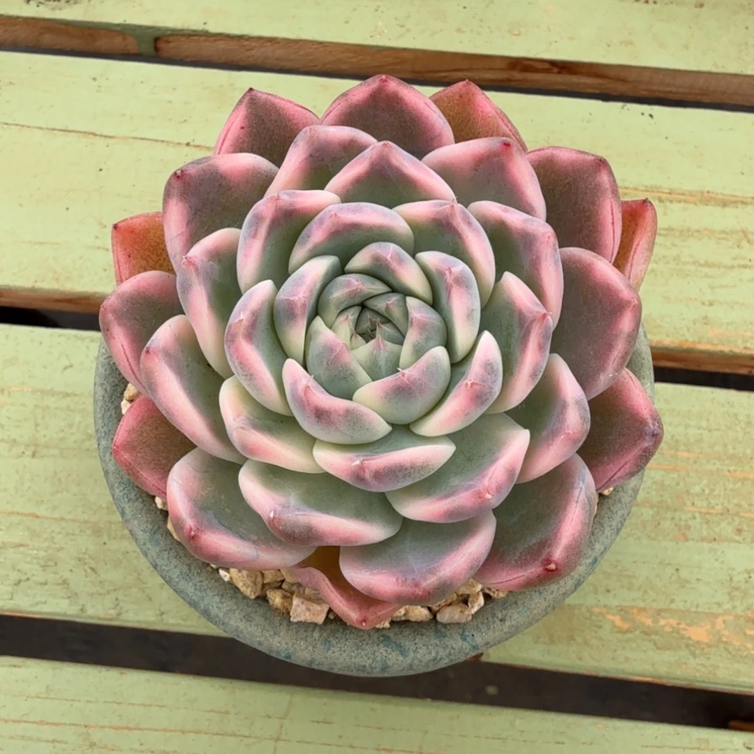 阿尔巴佳人锦锦上园艺一物一拍