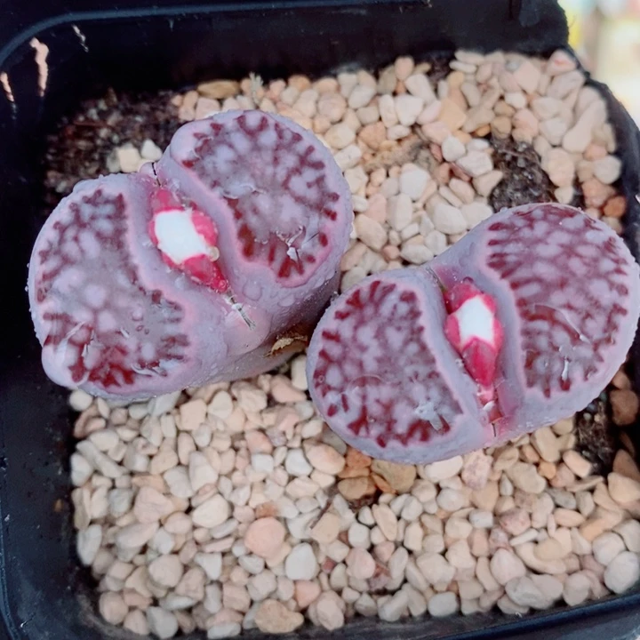 生石花花花花花花花461