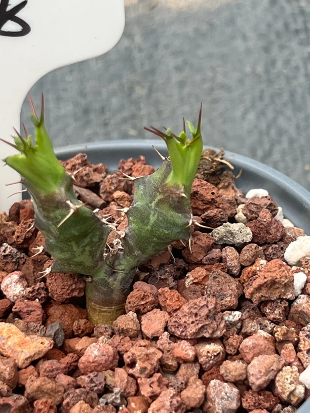 蓝丝绒大戟多肉植物
