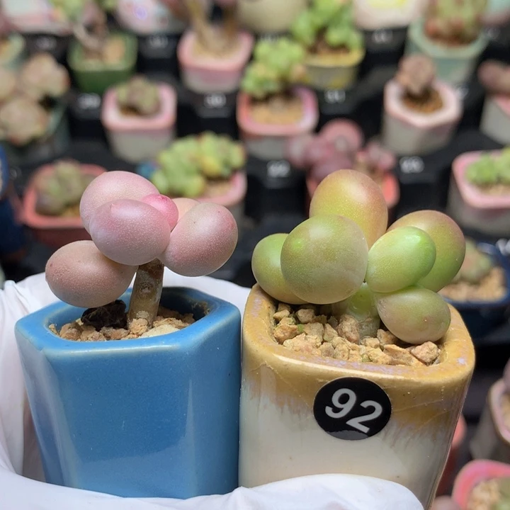 车****蛋黄奶酪+芒果奶酪