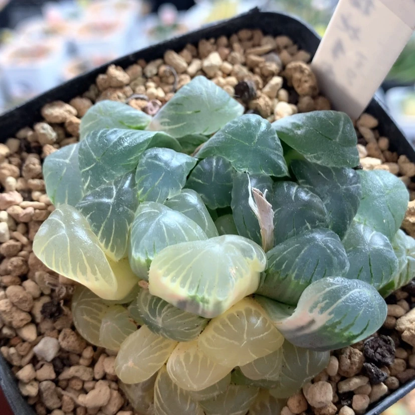【闪购商品】211实生玉露