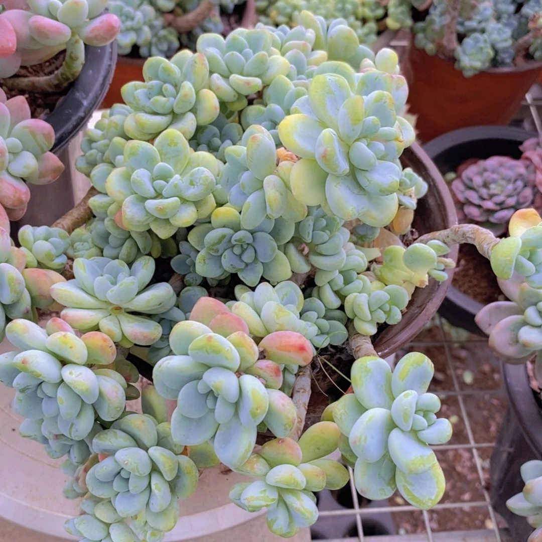 香香劳尔多头群生老桩