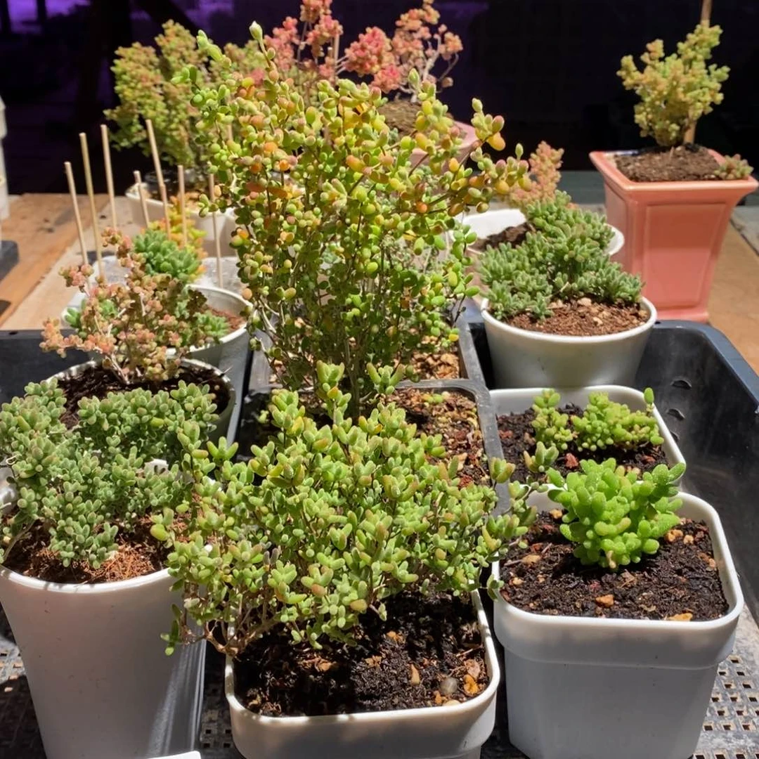 枝干番杏多肉植物826