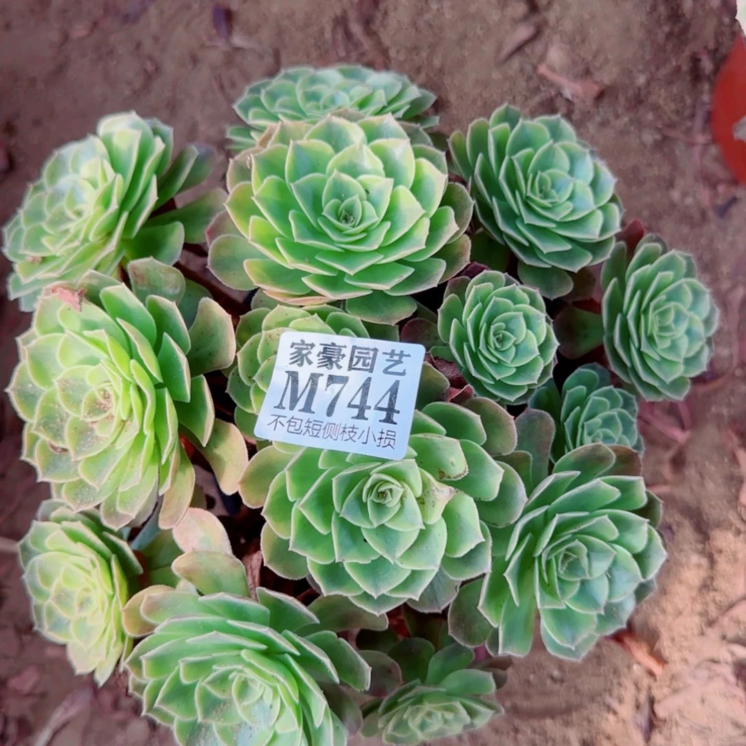 雨荷发师744冠幅20