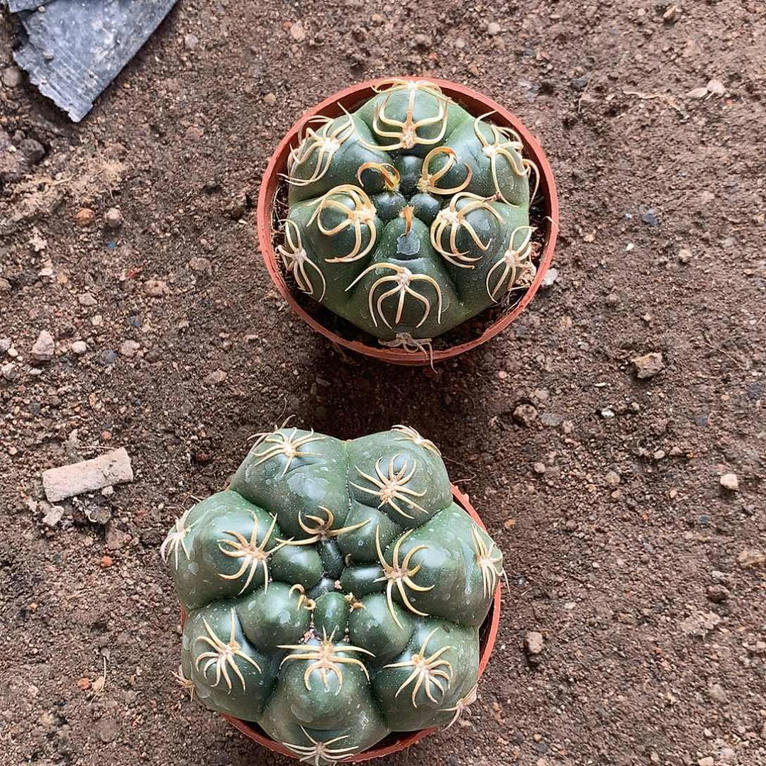 美花海王2棵带盆土发