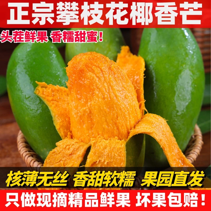 正宗攀枝花椰香芒果孕妇当季新鲜整箱水果青皮鸡蛋芒特产现摘现发