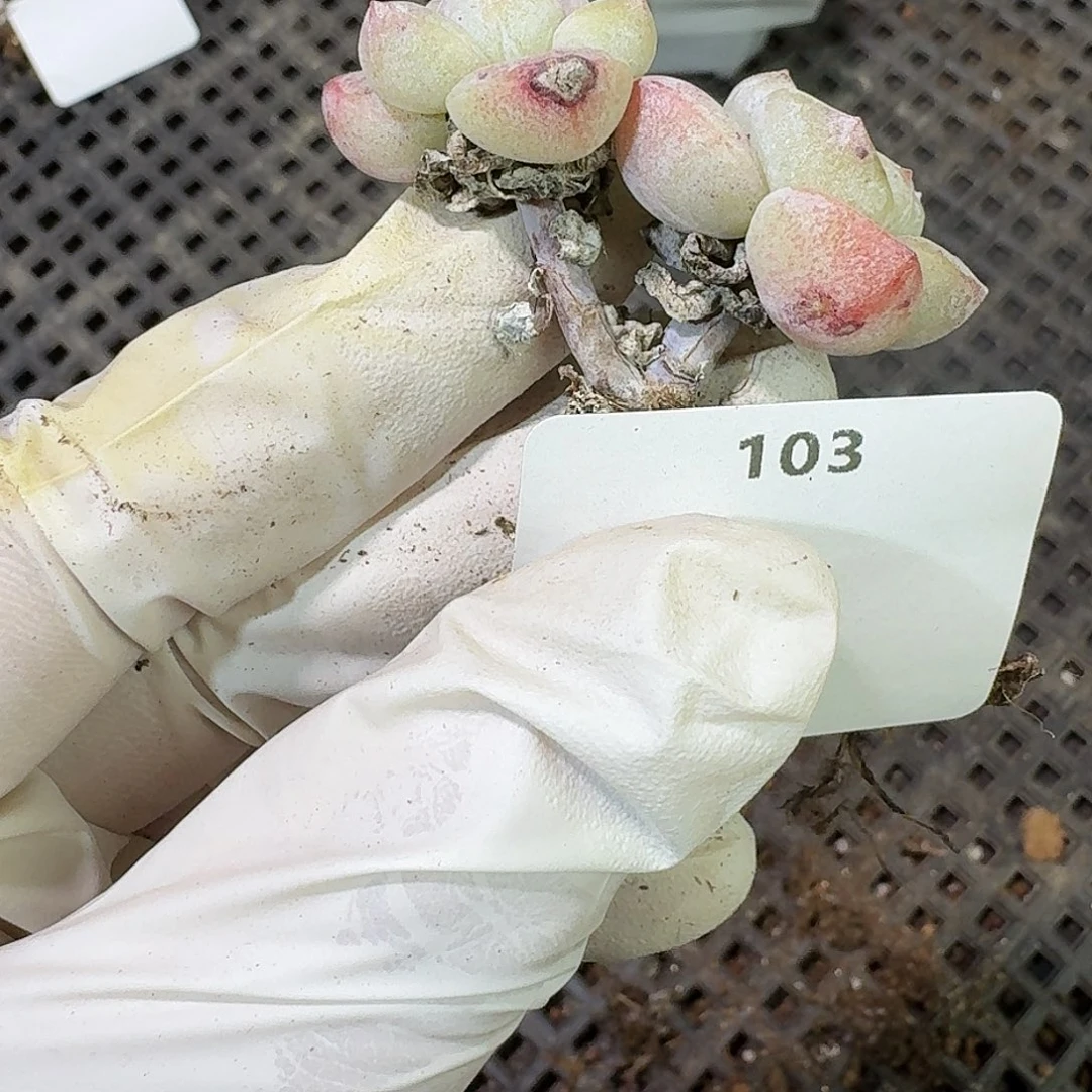 103 号到手1框～一物一拍