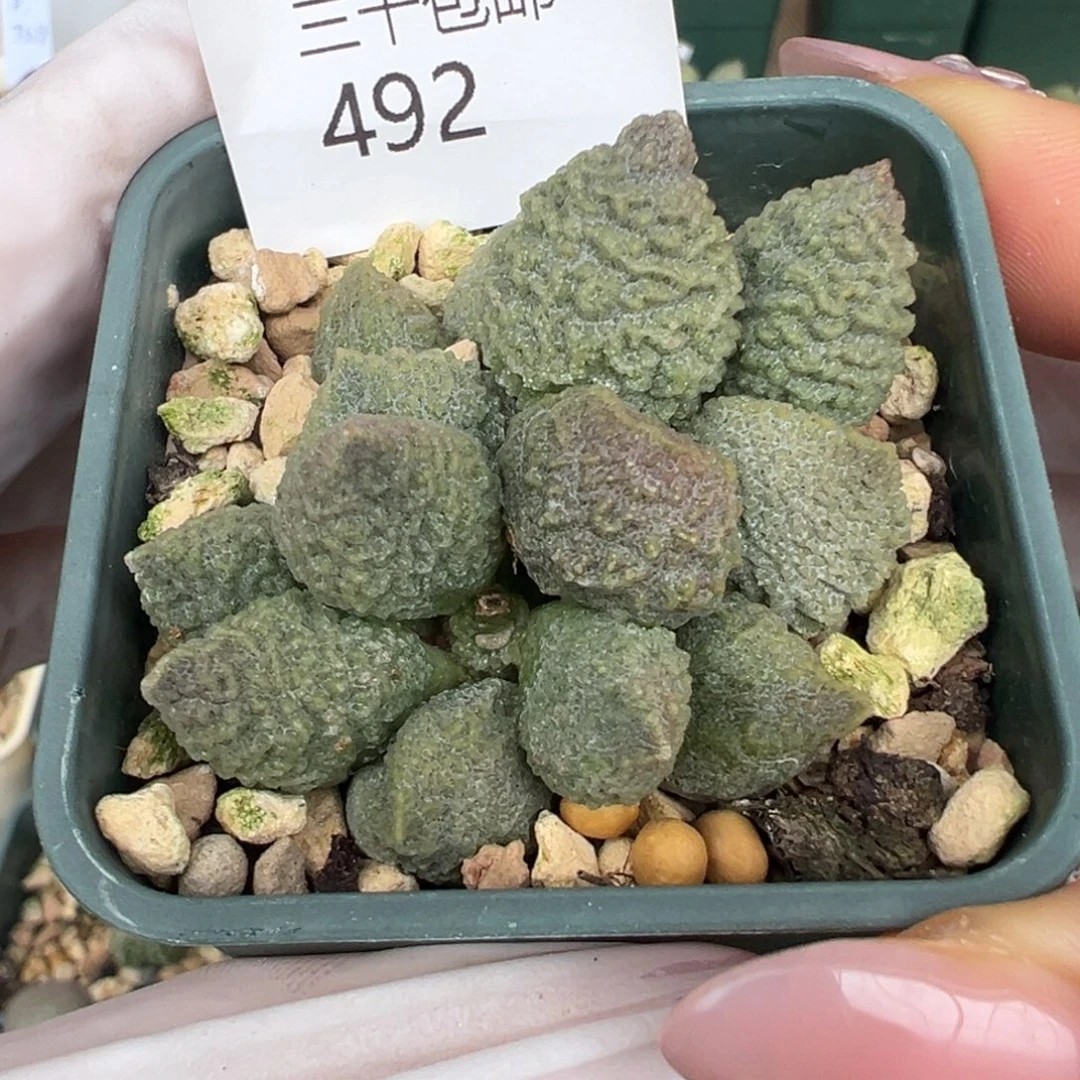 492实生水泡杂交一颗