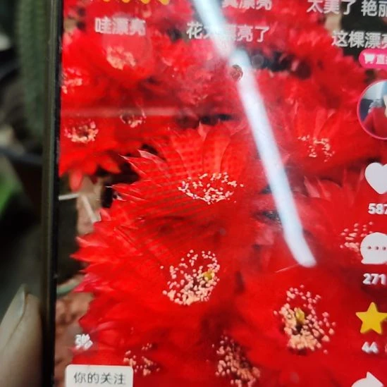 仙人球黑金刚妖姬侧芽