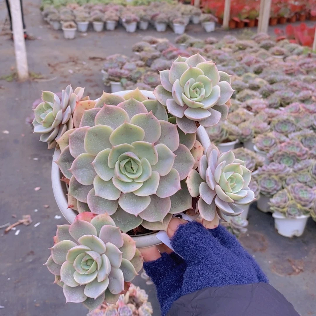 9903蓝色苍鹭一物一拍