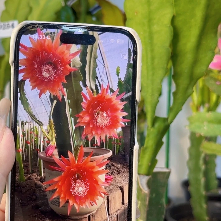 当前无花栽培后可以开花258