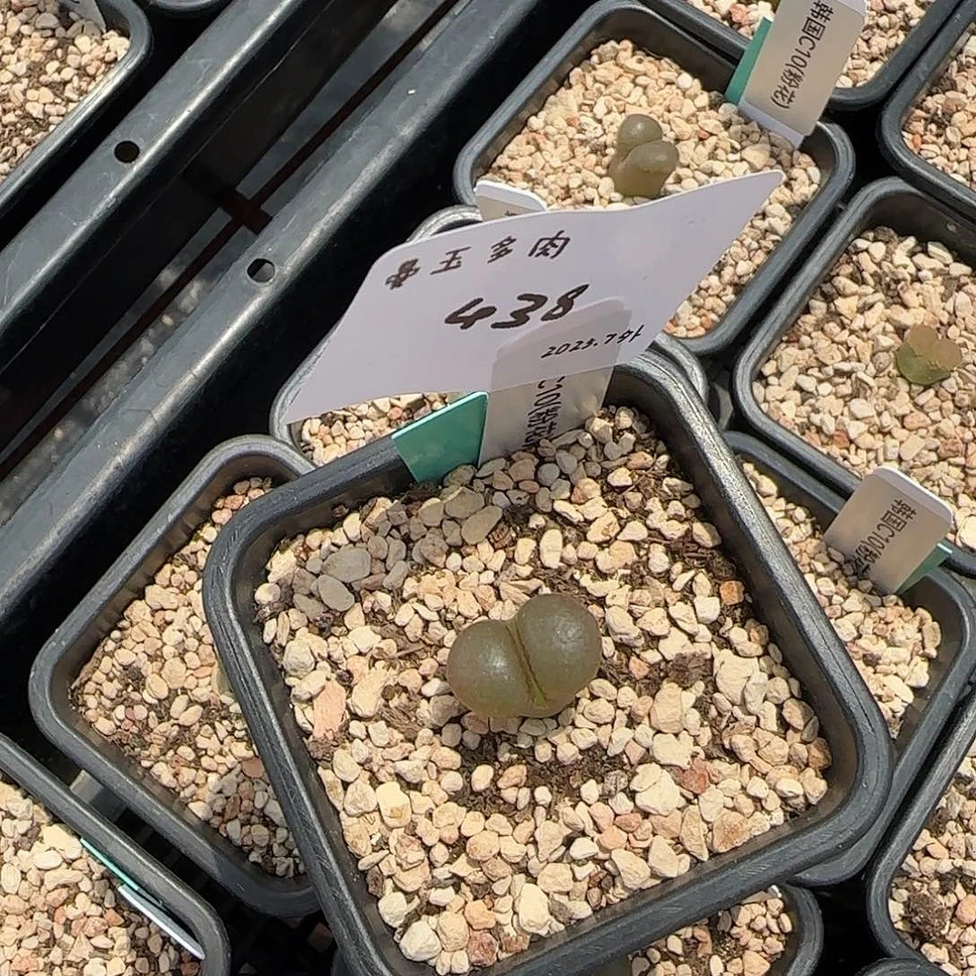 我***名多肉多肉多肉7-438