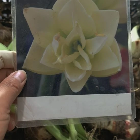 当前无花栽培后可以开花白凤带花剑裸根球
