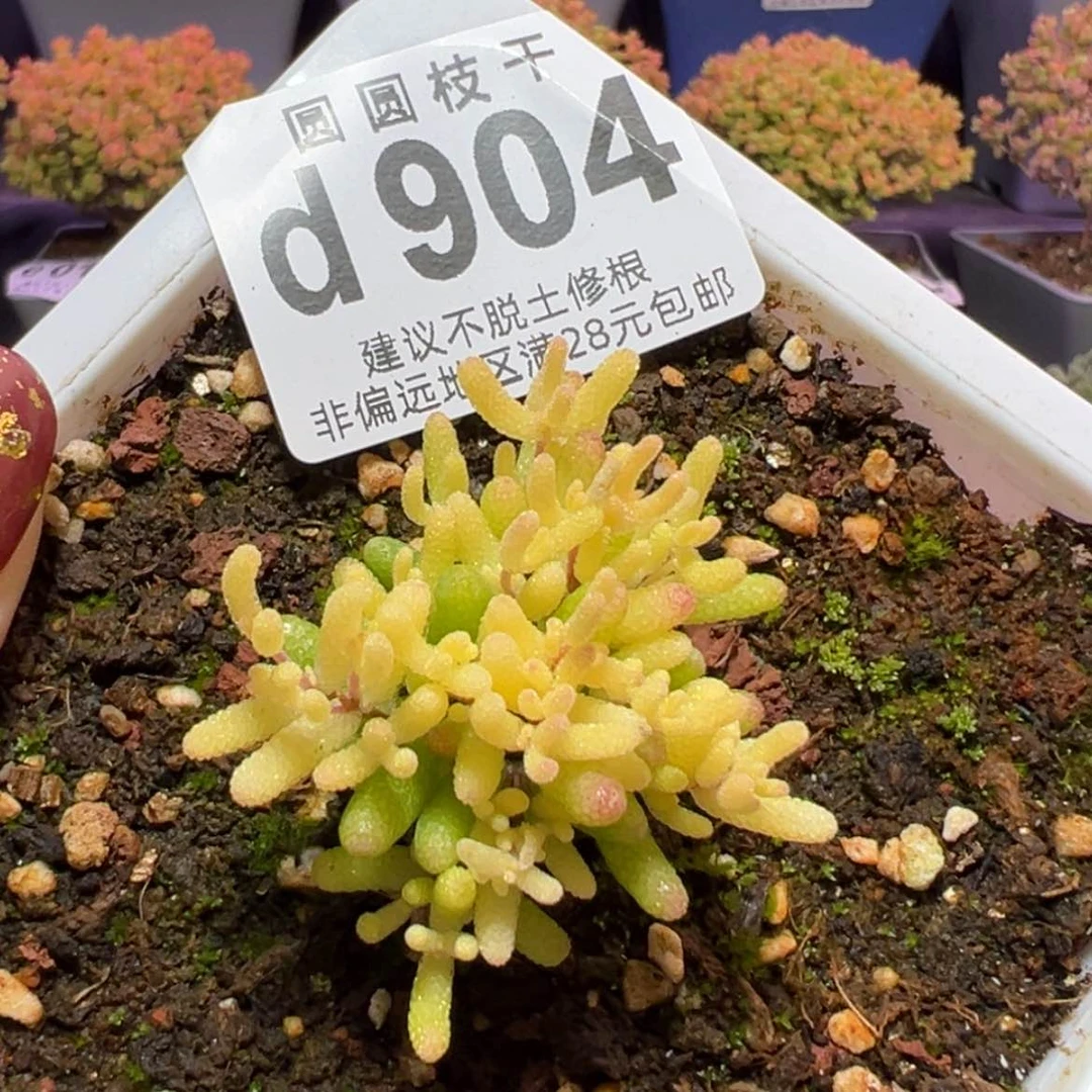 【闪购商品】N****Wd904飞机猪枝干番杏