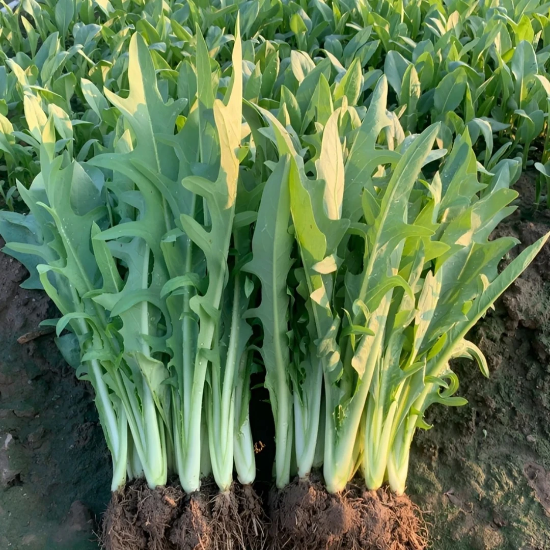博白甜麦菜种苗甜脆爽口