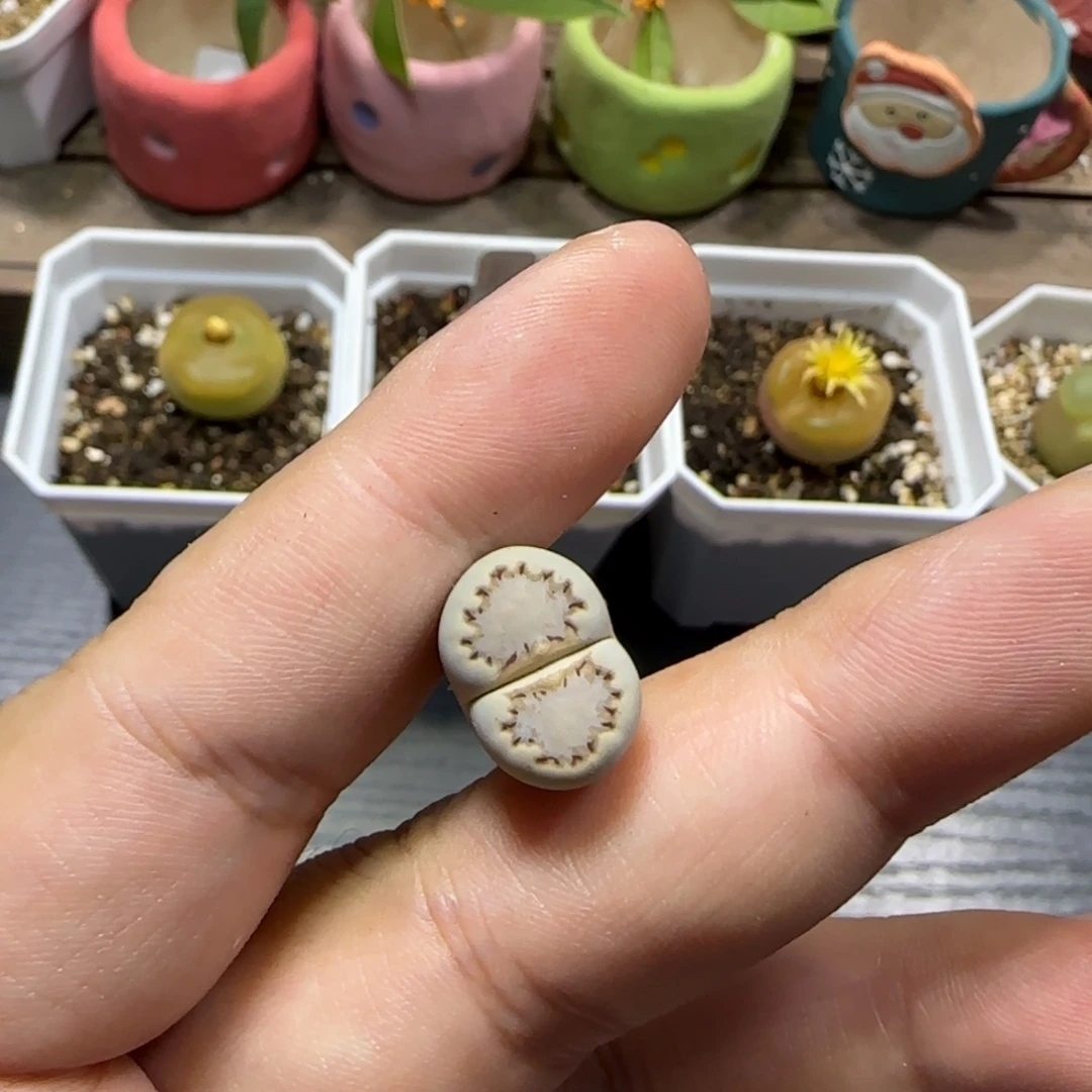 11.3。   217饼干。   2006