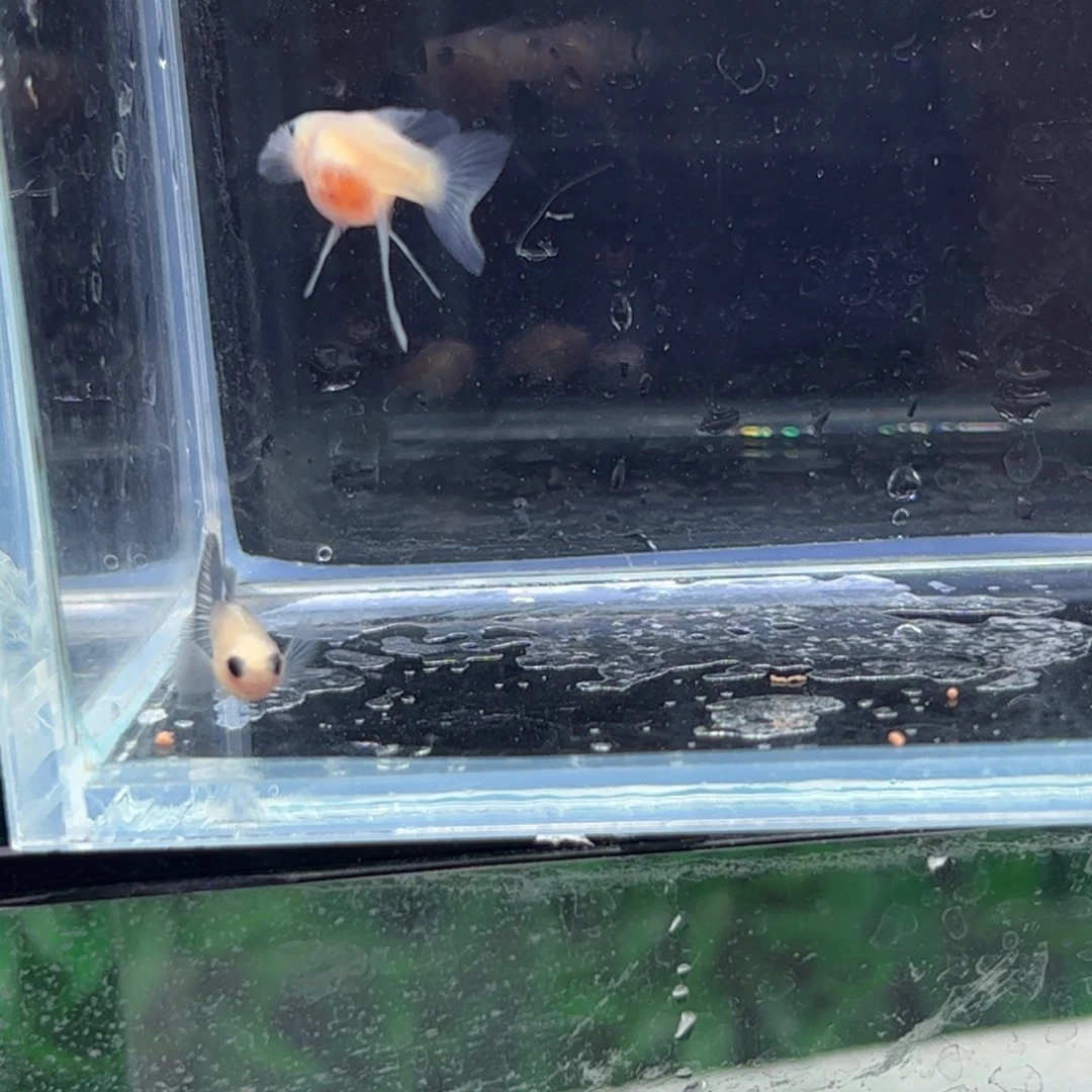 孔雀鱼超透c11111111111