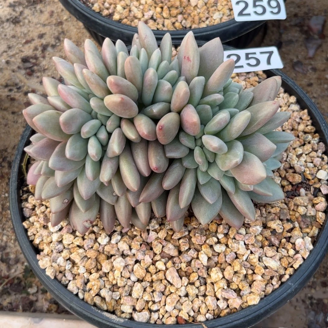 王*岁桃花源多肉植物257