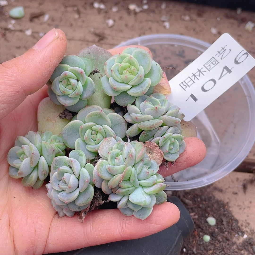 多肉植物多肉植物1046