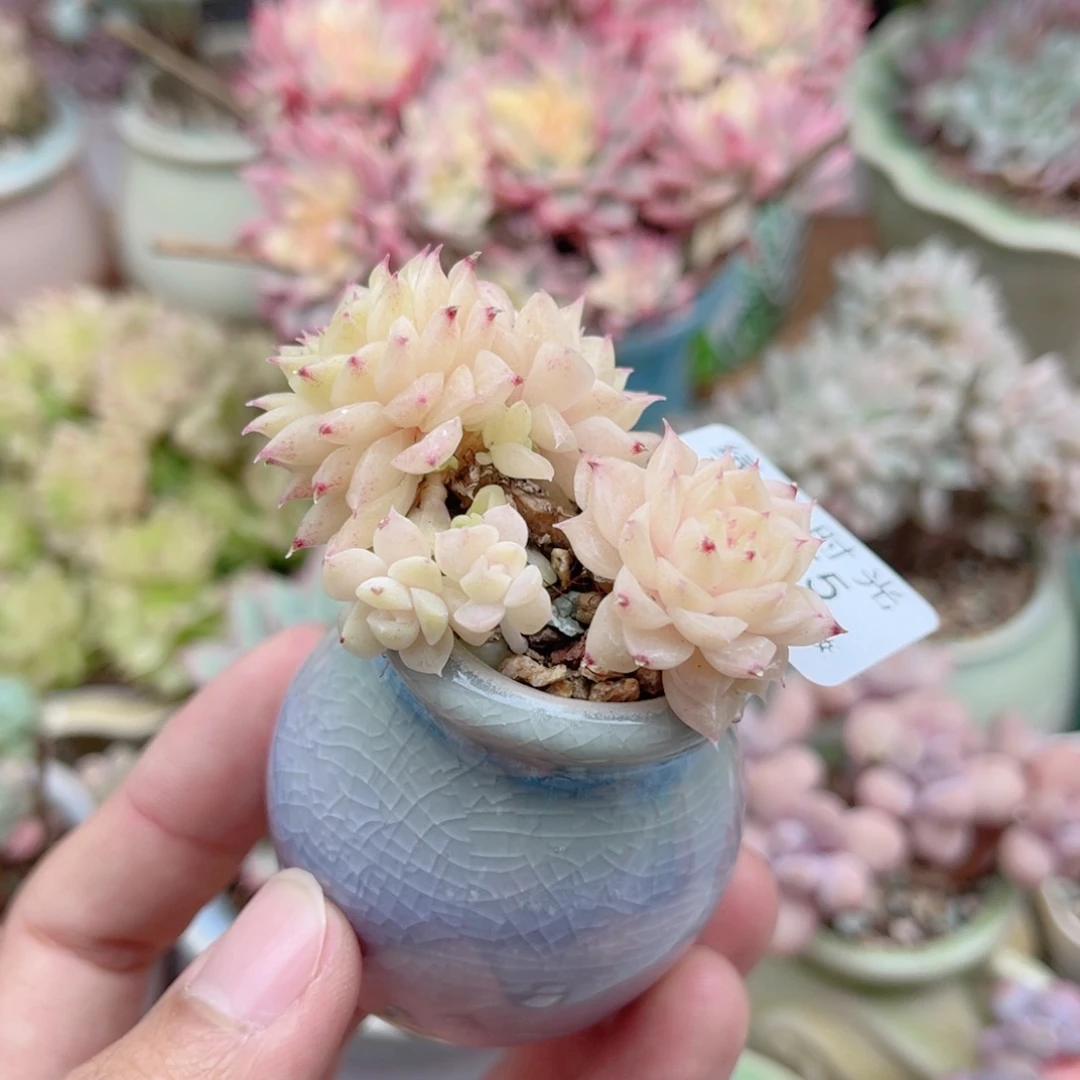 755 韩麦 带陶瓷盆发货 一物一拍
