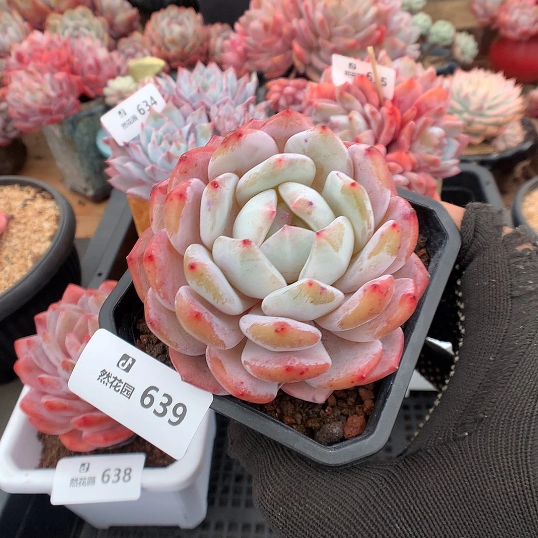 639胖橙多肉植物666