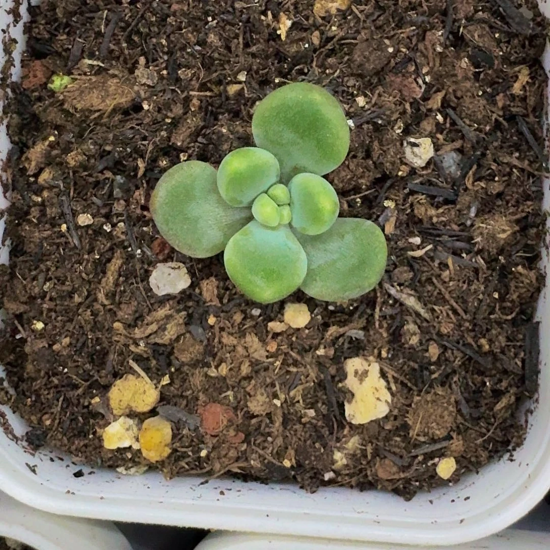 橙色奇迹 一物一拍