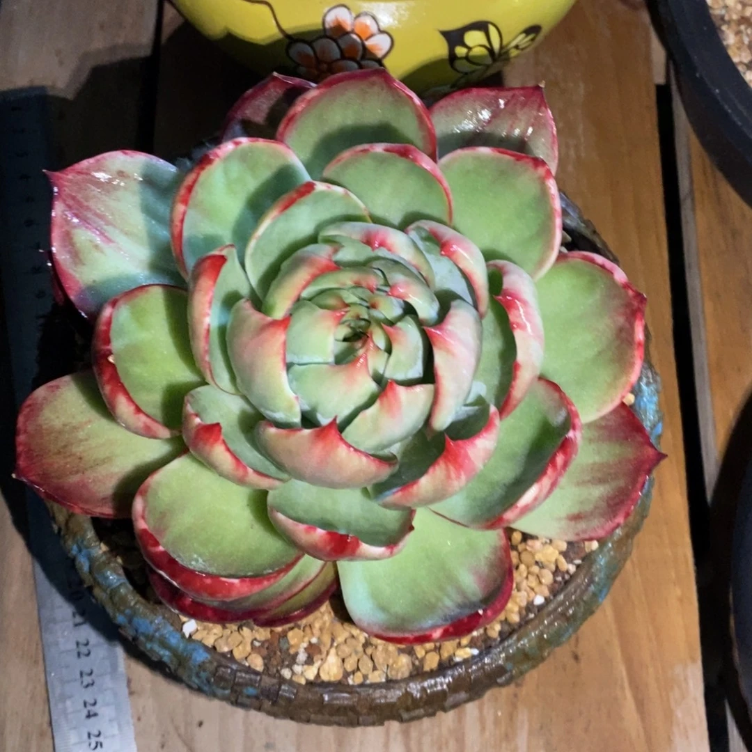 惊鸿仙子一物一拍