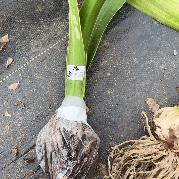 澳朱大花汤姆福利2号