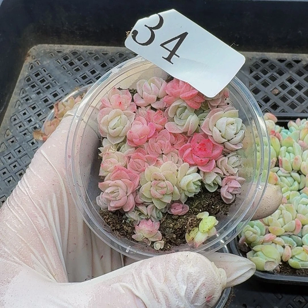 多肉植物多肉植物34