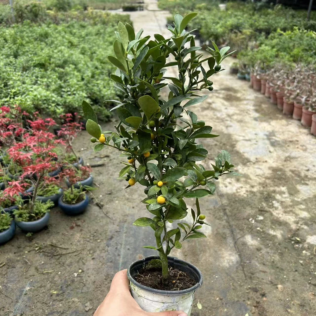 原生豆豆小盆景满树豆