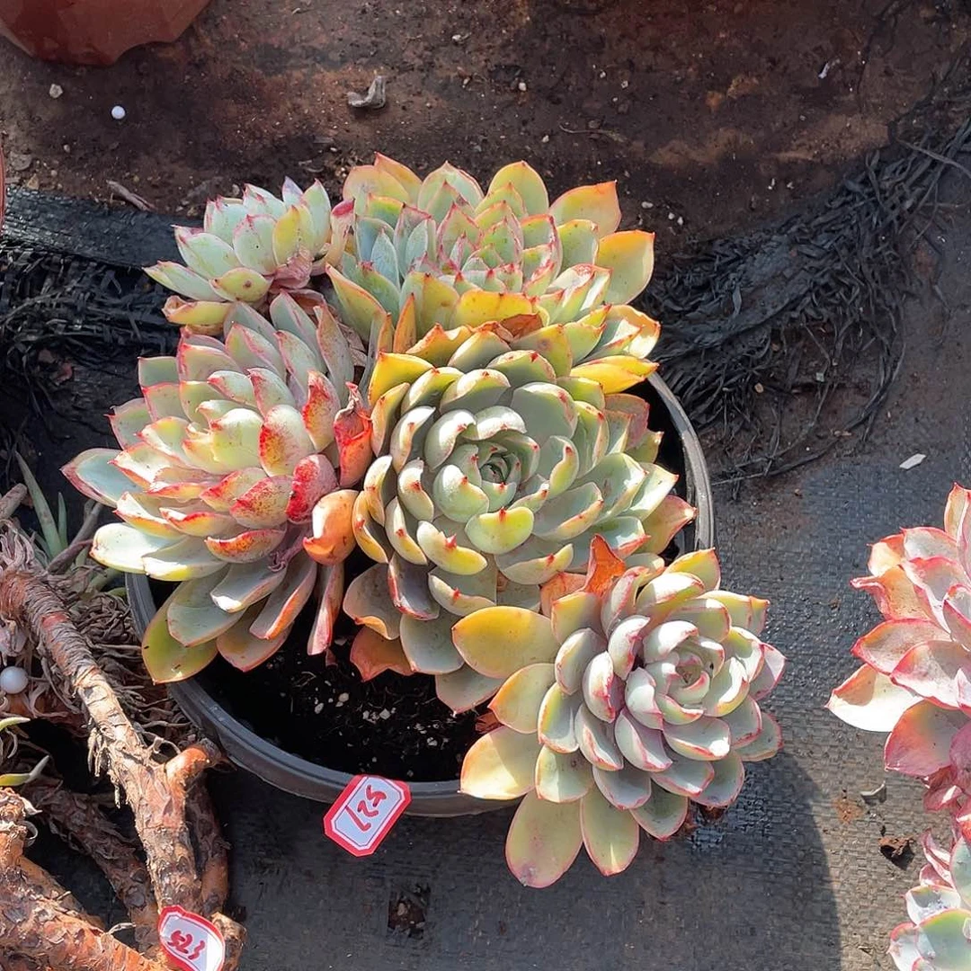 527赫拉年尾清货一物一拍多肉