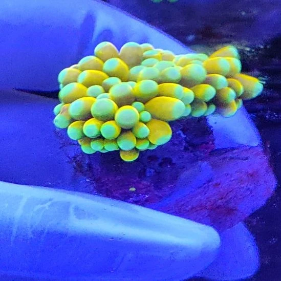 智海海洋珊瑚馆 活体不支持退货