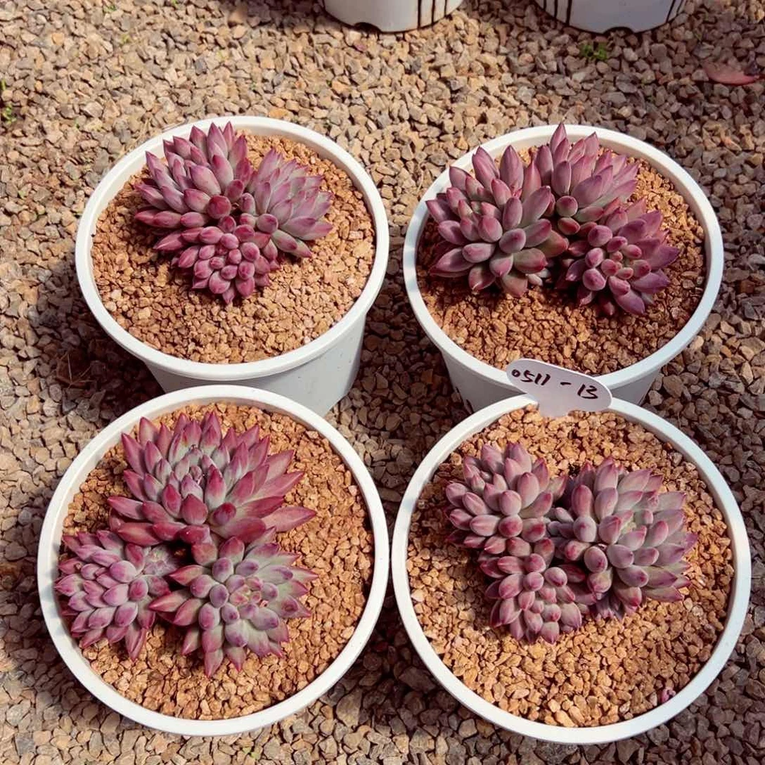 0511-13虞美人（3大头）