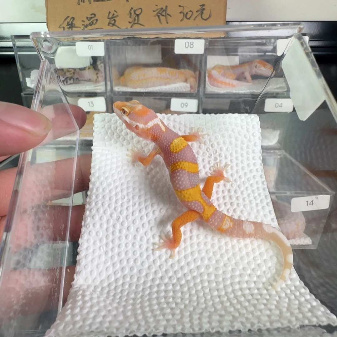 豹纹守宫暴龙妹妹