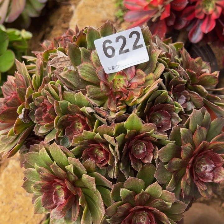 红霞多肉植物622