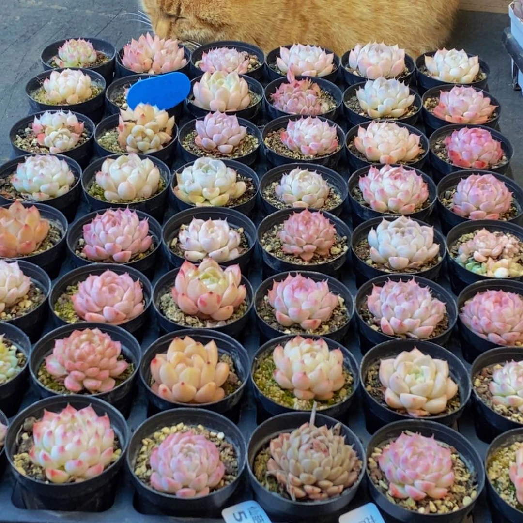 黑*子531多肉植物保护研究所所长助理研究员