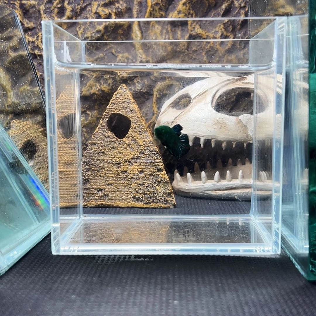 斗鱼精品精品精品精品精品