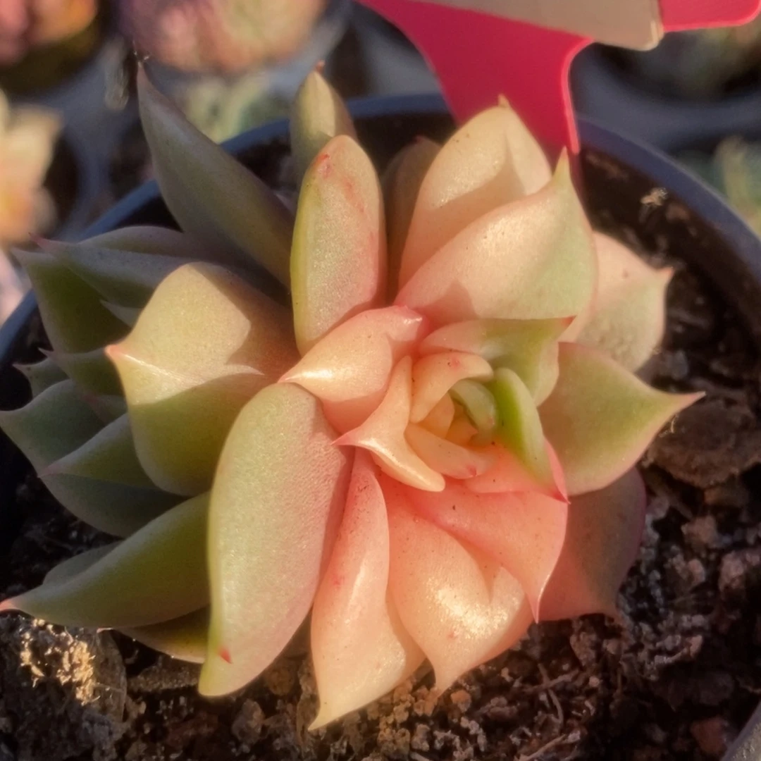 626贝加尔湖锦锦锦锦锦锦