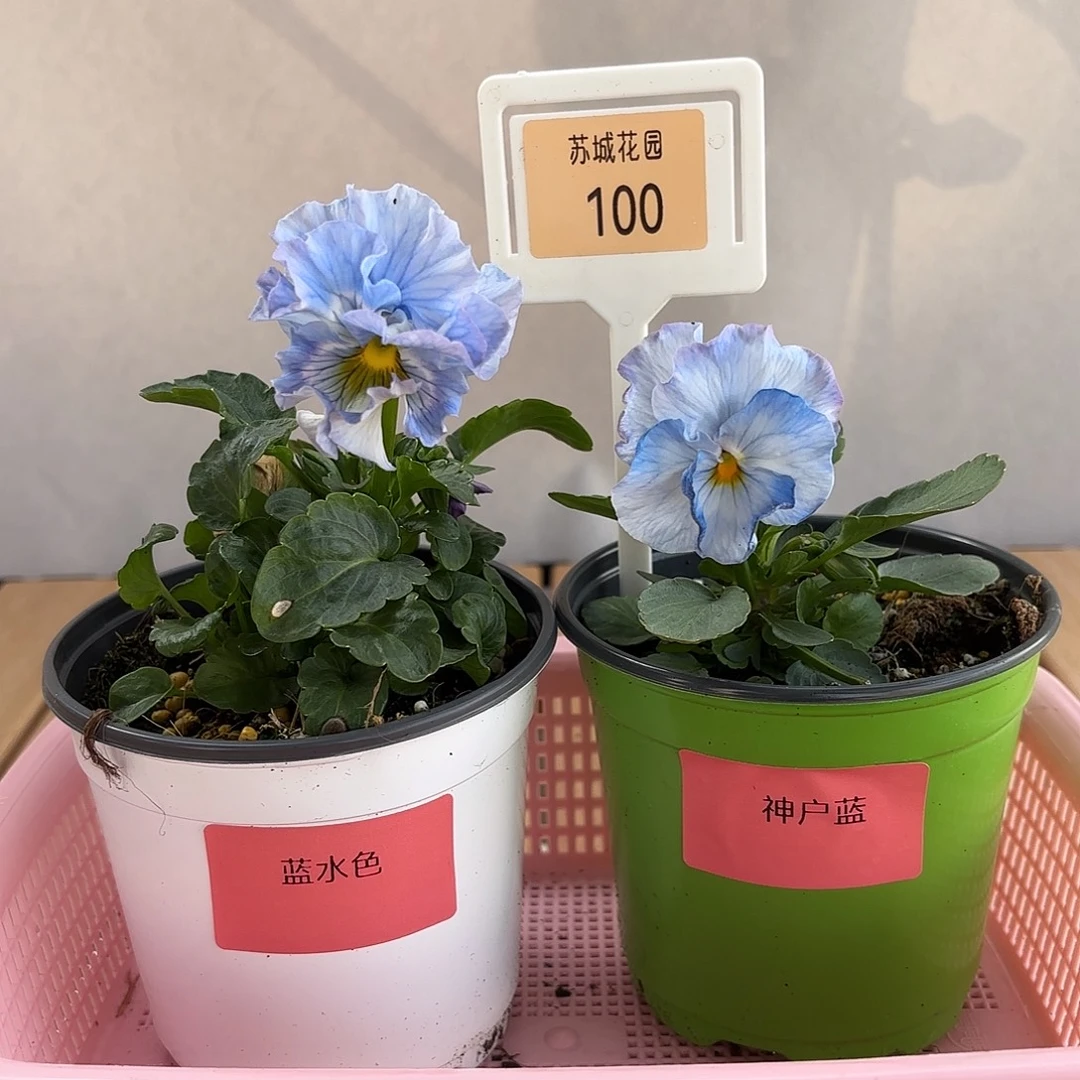 大部分开放少量花苞100