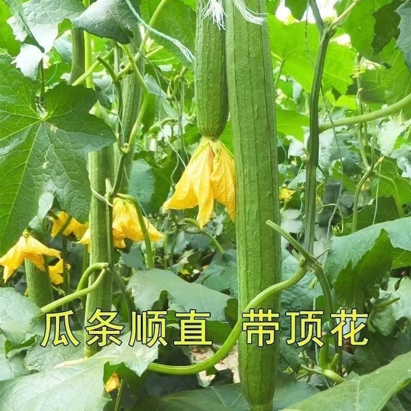 四季种植长香丝瓜种子耐热高产爬藤特长丝瓜巨型肉丝瓜庭蔬菜种子