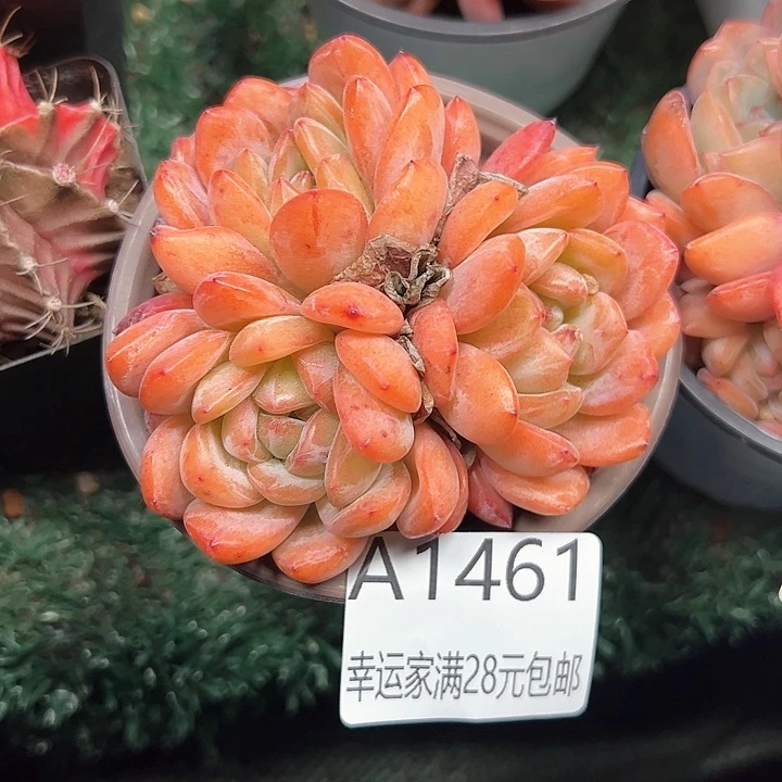 幸运的是我的朋友们