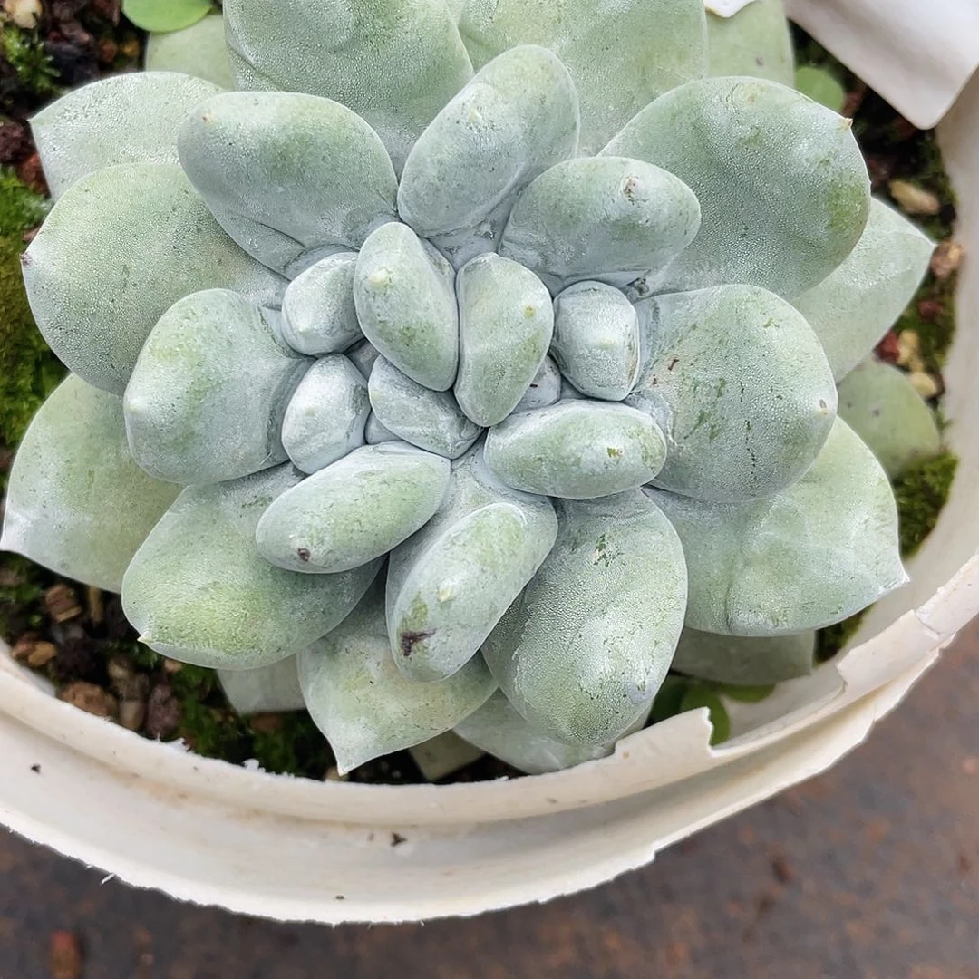 花朵红拇指多头8527