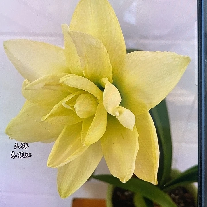 天鹅朱顶红3厘米，