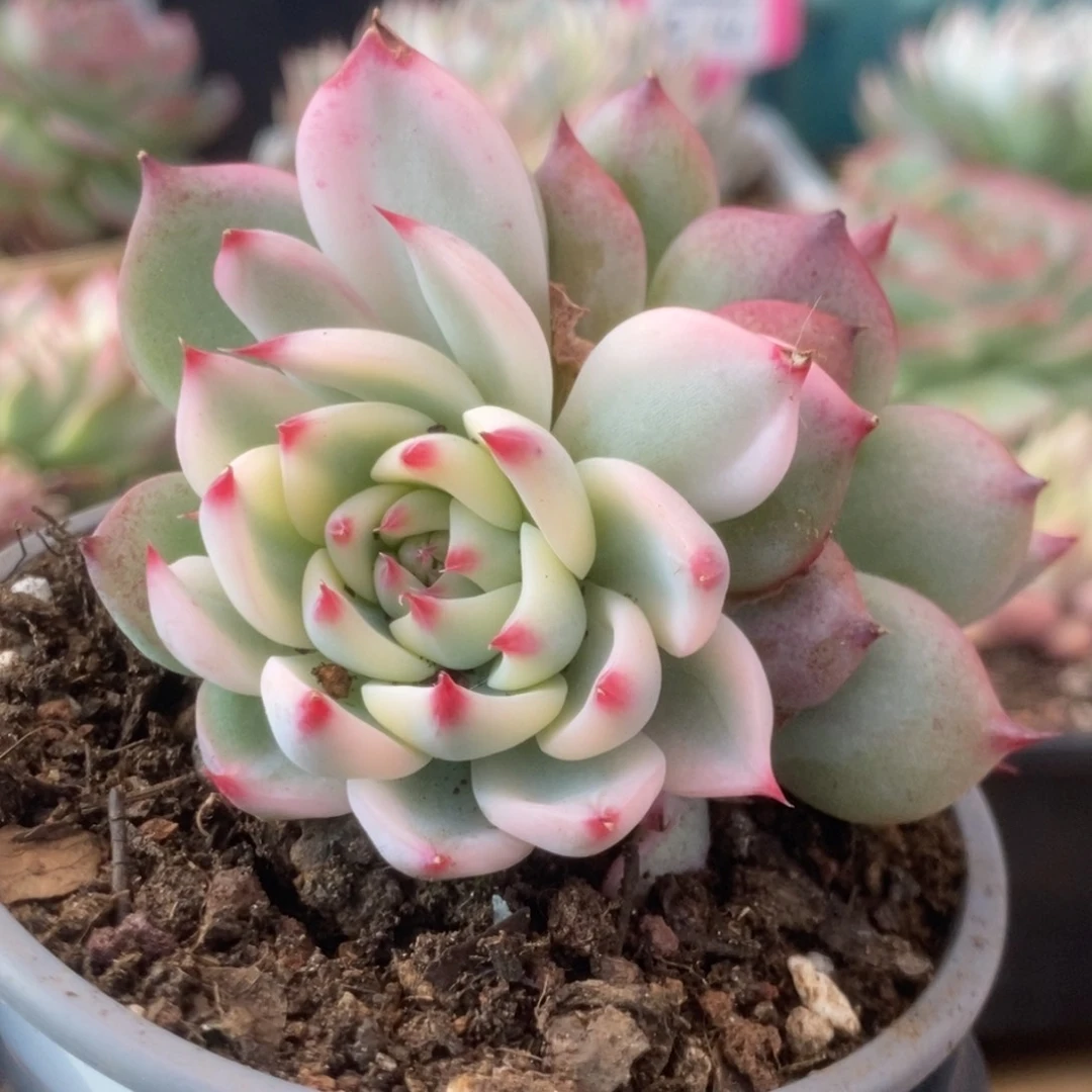 609锦锦锦锦锦锦锦